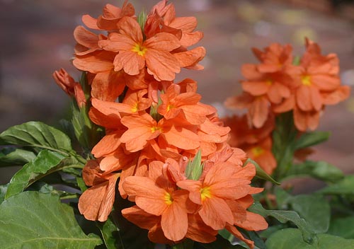 Crossandra: Arter