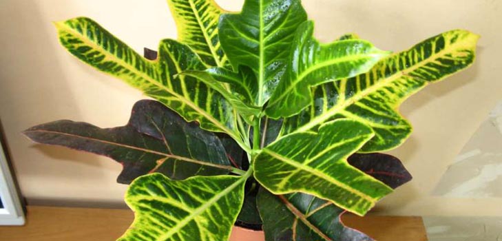 Croton: hjemmepleje