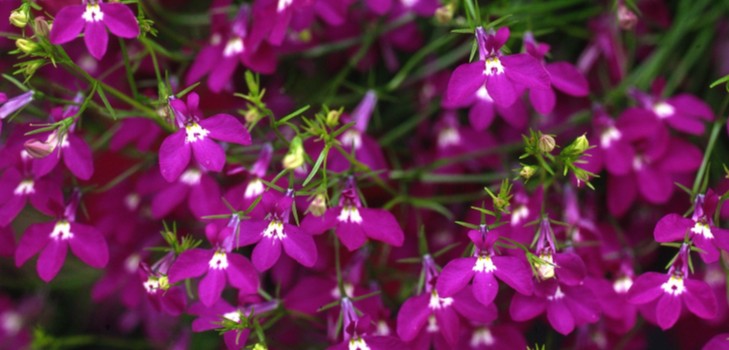 Udsmykningen af ​​haven er en dejlig lobelia. Landing og pleje med fotos og videoer