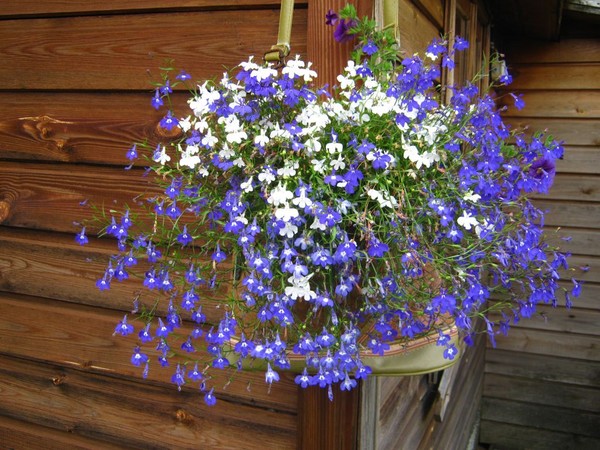 Udsmykningen af ​​haven er en dejlig lobelia. Landing og pleje med fotos og videoer