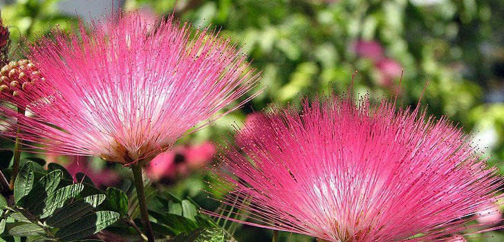 Mimosa genert: Karakteristika for pleje Mimosa genert: Karakteristika for pleje