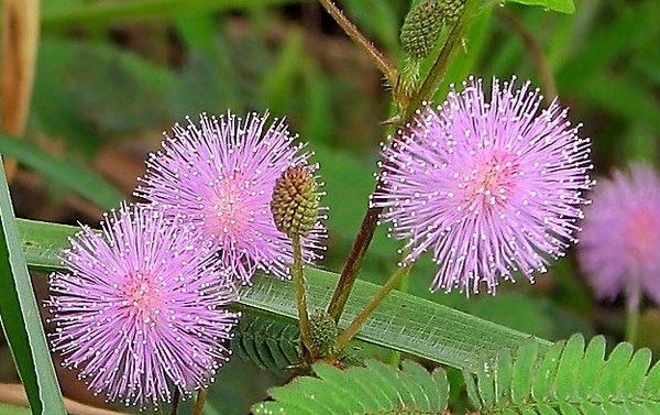 Mimosa genert: Karakteristika for pleje Mimosa genert: Karakteristika for pleje