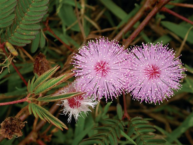 Mimosa genert: Karakteristika for pleje Mimosa genert: Karakteristika for pleje