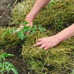 Mulching beds - billeder og videoer Mulching beds - billeder og videoer