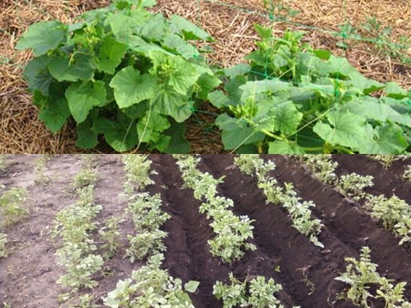 Mulching beds - billeder og videoer Mulching beds - billeder og videoer