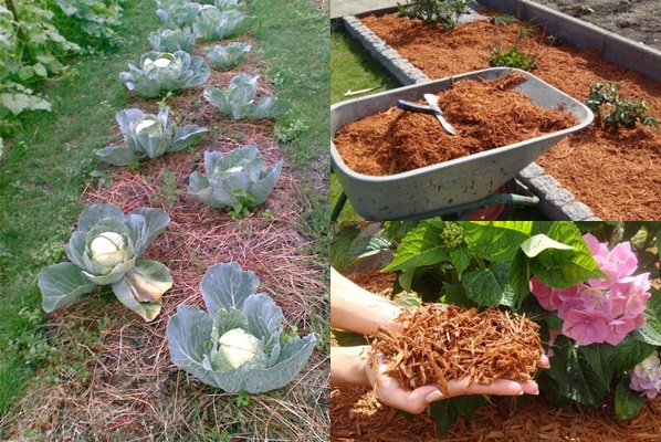 Mulching beds - billeder og videoer Mulching beds - billeder og videoer