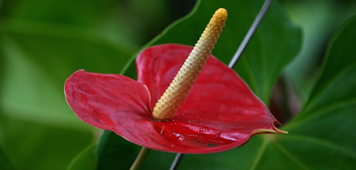 Anthurium blomst: pleje og reproduktion derhjemme