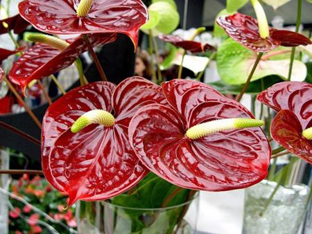 Anthurium: hjemmepleje