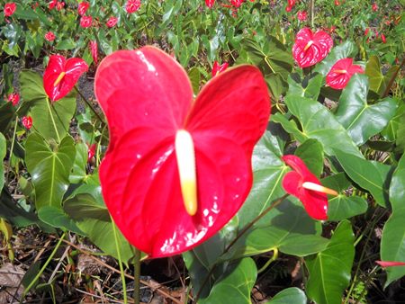 Regler for pleje af en plante
