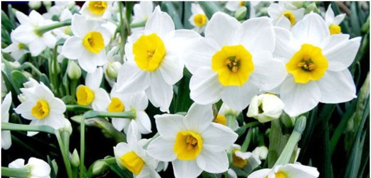 påskelilje blomst