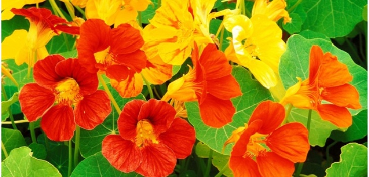 smukke blomster