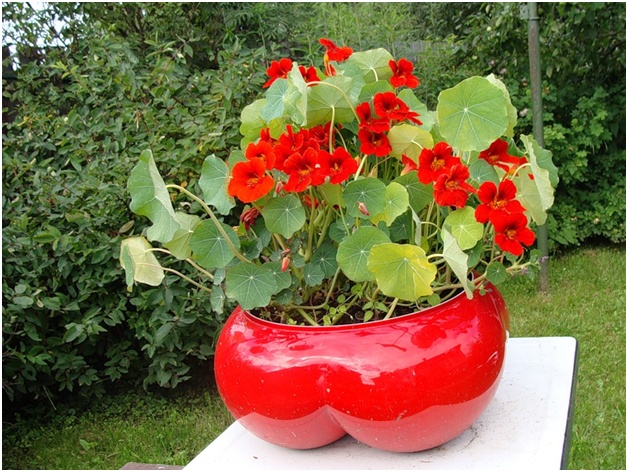 pot af blomster