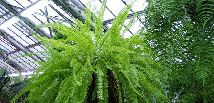Nephrolepis - charmerende hjem bregner