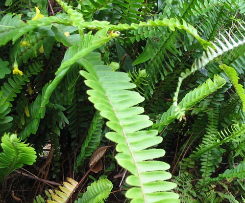 Nephrolepis: hjemmepleje
