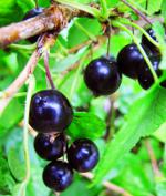 Currant cut: sort currant