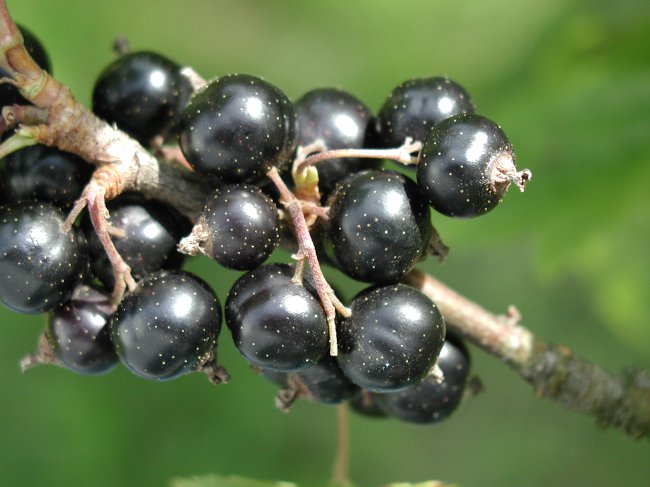 Currant cut: sort currant