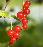 Currant trimning: Røde og hvide kronblade