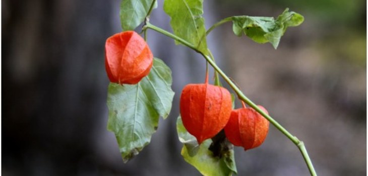 plante physalis