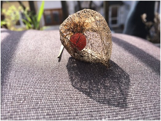 Generelle oplysninger om physalis, samt anbefalinger til dyrkning og pleje