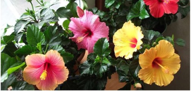 hibiscus blomst