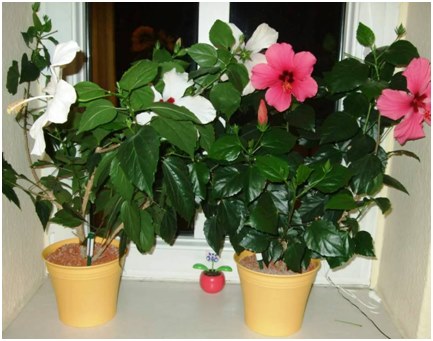hibiscus på vindueskarmen