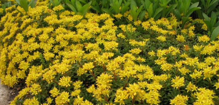 Rensning, sedum, hare græs! Dyrkning af succulenter i blomsterbedet og på vindueskarmen