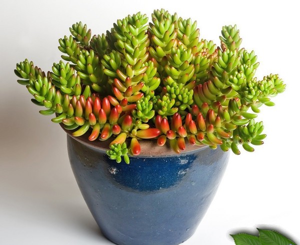 Rensning, sedum, hare græs! Dyrkning af succulenter i blomsterbedet og på vindueskarmen