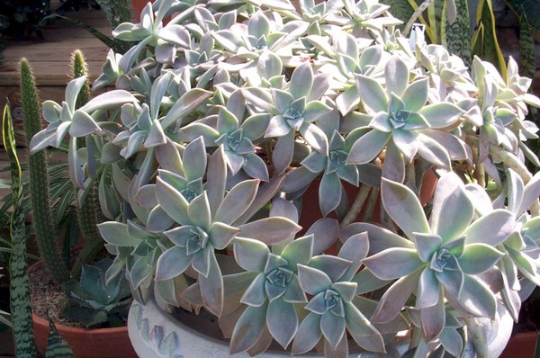 Rensning, sedum, hare græs! Dyrkning af succulenter i blomsterbedet og på vindueskarmen