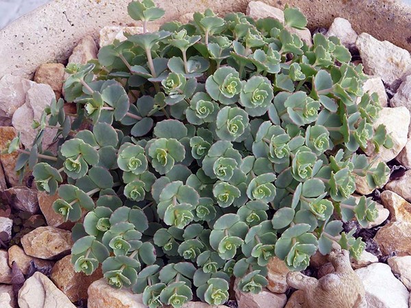 Rensning, sedum, hare græs! Dyrkning af succulenter i blomsterbedet og på vindueskarmen