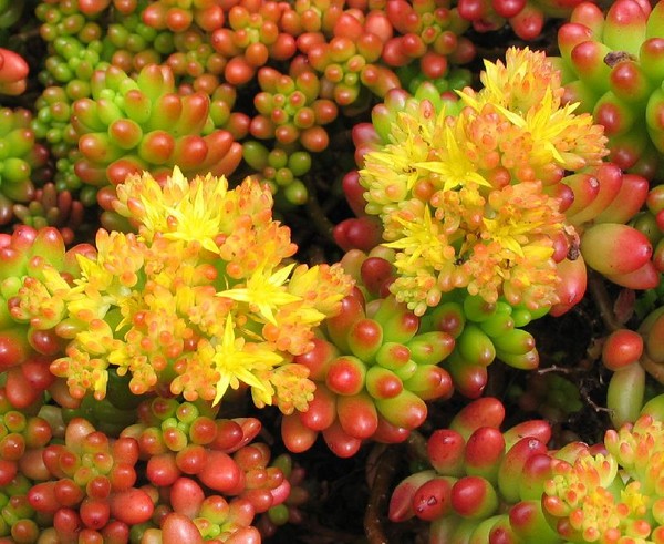 Rensning, sedum, hare græs! Dyrkning af succulenter i blomsterbedet og på vindueskarmen