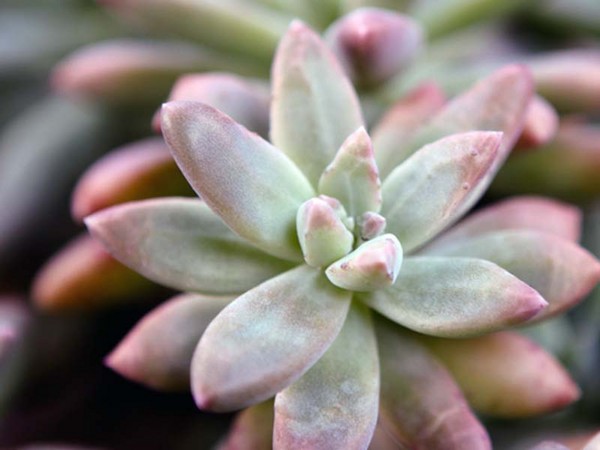 Rensning, sedum, hare græs! Dyrkning af succulenter i blomsterbedet og på vindueskarmen