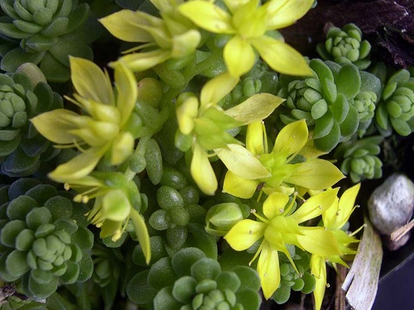 Rensning, sedum, hare græs! Dyrkning af succulenter i blomsterbedet og på vindueskarmen