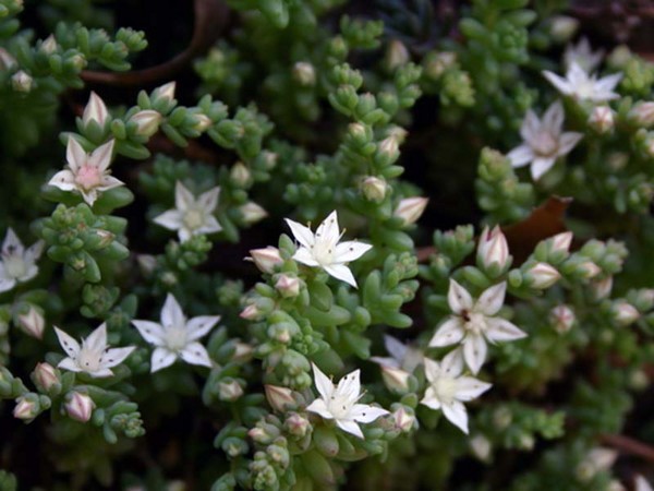 Rensning, sedum, hare græs! Dyrkning af succulenter i blomsterbedet og på vindueskarmen
