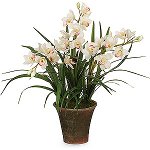 Orchid Cymbidium: Pleje og indhold