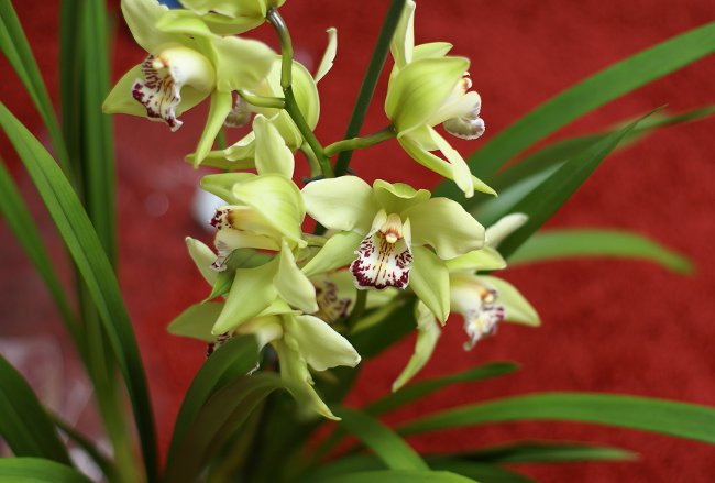 Orchid Cymbidium: Pleje og indhold