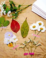 Oshibana: presset blomstret Oshibana: presset blomstret