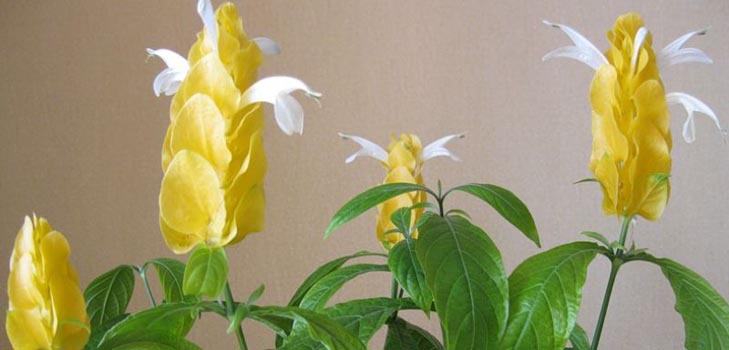 Pachistahis: Foto og pleje derhjemme