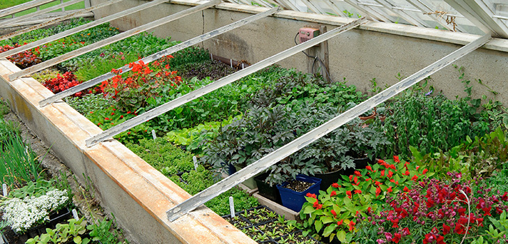 Hot Springs for Seedling: Step-by-Step Guide, Billeder, Videoer