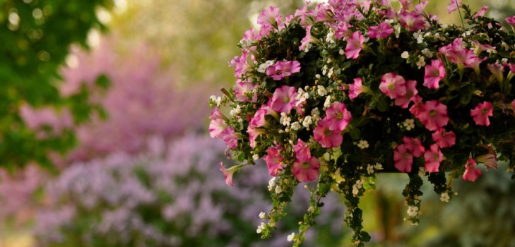 Plantning petunia og omsorg for hende