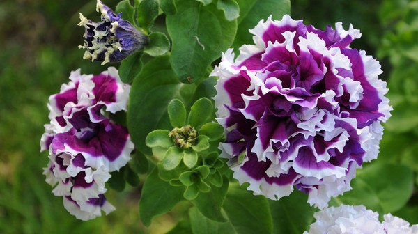 Plantning petunia og omsorg for hende
