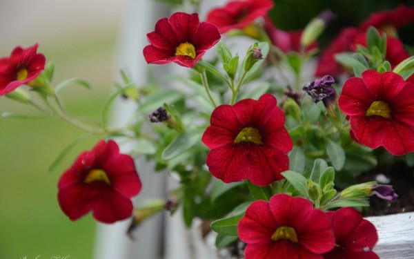 Plantning petunia og omsorg for hende