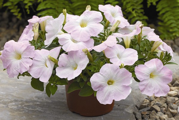 Plantning petunia og omsorg for hende