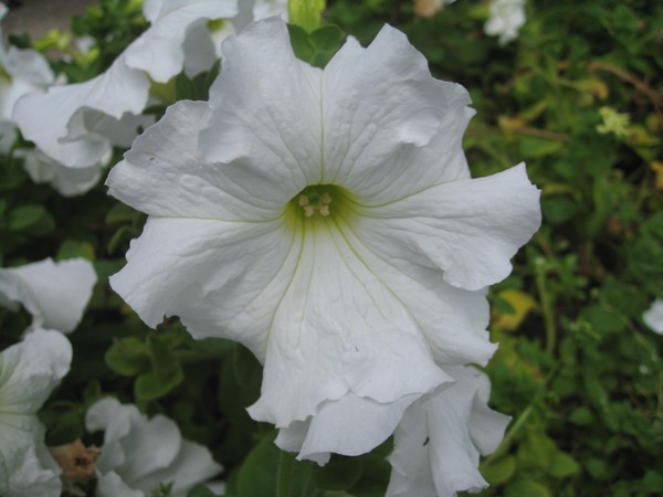 Plantning petunia og omsorg for hende