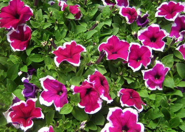 Plantning petunia og omsorg for hende