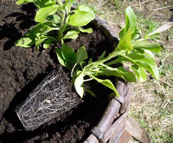 Plantning petunia og omsorg for hende