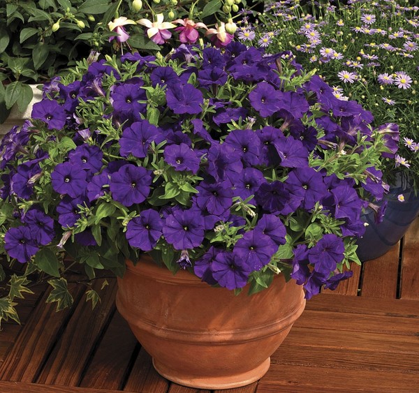 Plantning petunia og omsorg for hende