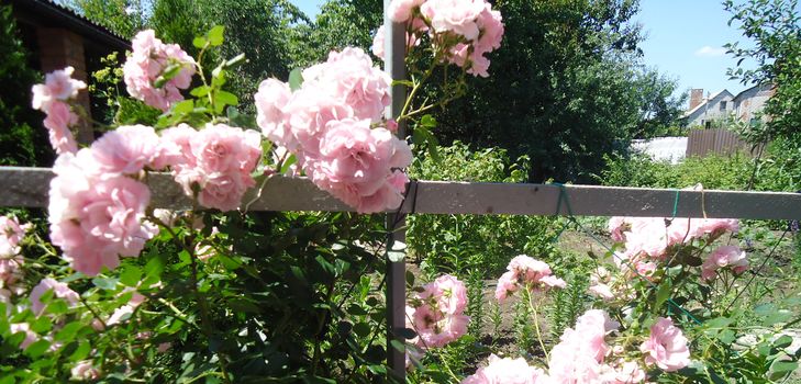 Plantning og pleje af klatreresten