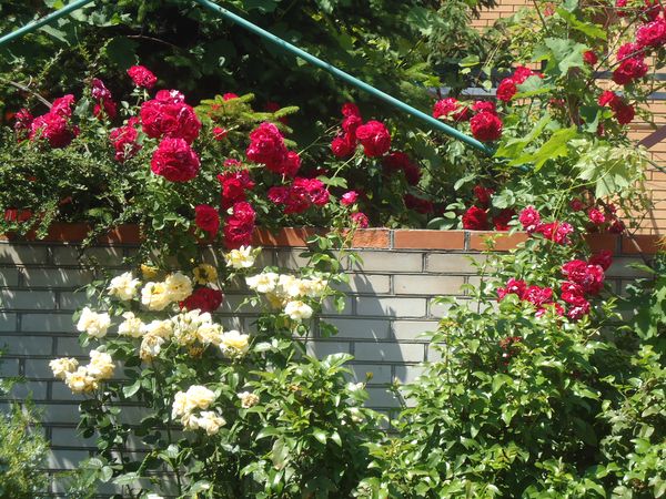 Plantning og pleje af klatreresten
