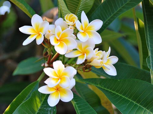 Reproduktion af plumeria