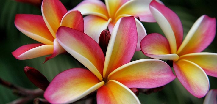 Plumeria: Foto og pleje derhjemme